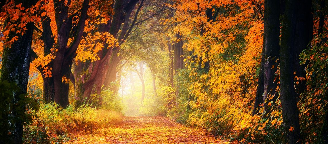 autumn-3186876_1920